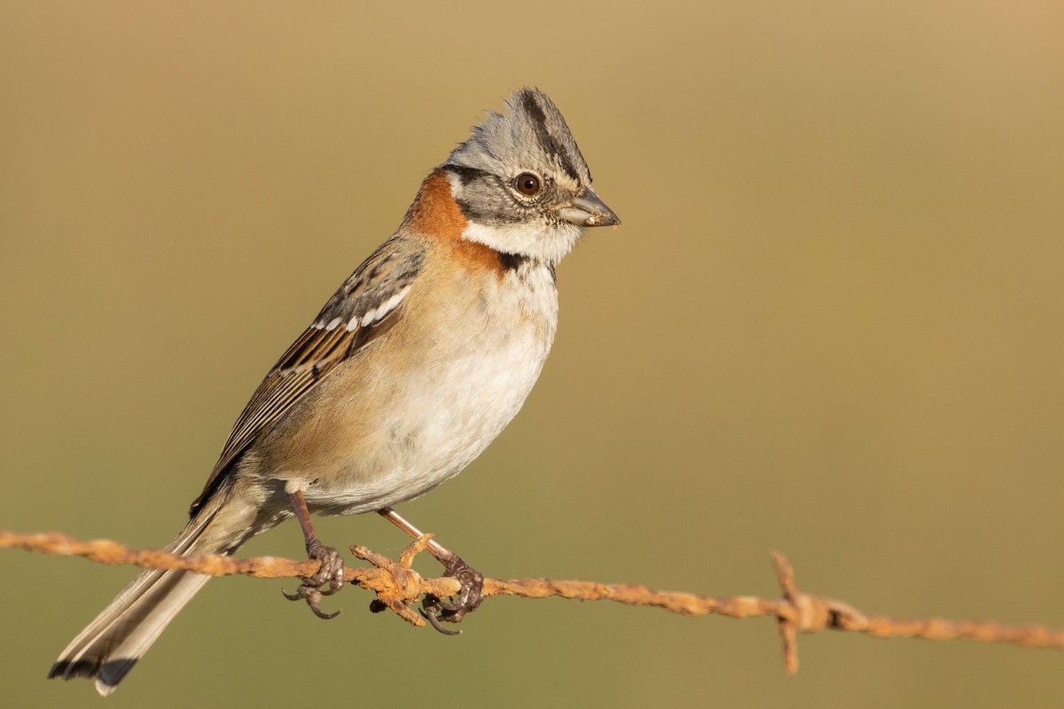 Rufous-collared Sparrow - ML619735777