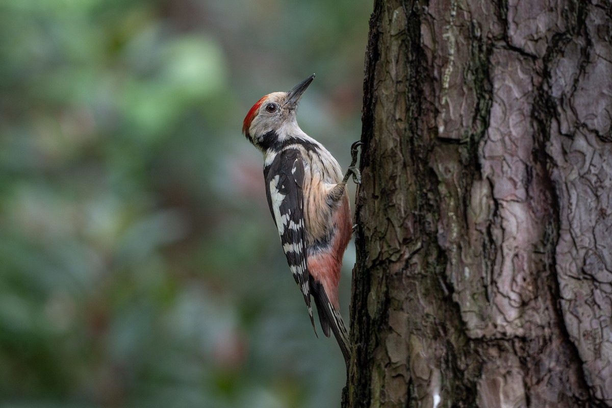 Middle Spotted Woodpecker - ML619735785