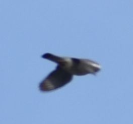 Common Wood-Pigeon - ML619735789