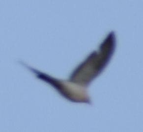 Common Wood-Pigeon - ML619735793