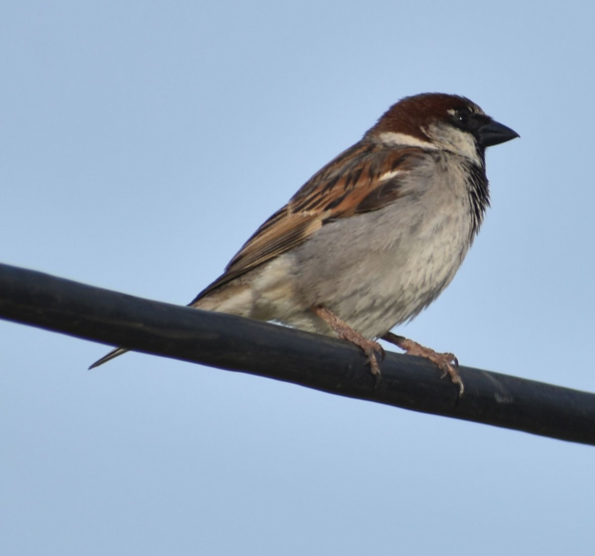 House Sparrow - ML619735811