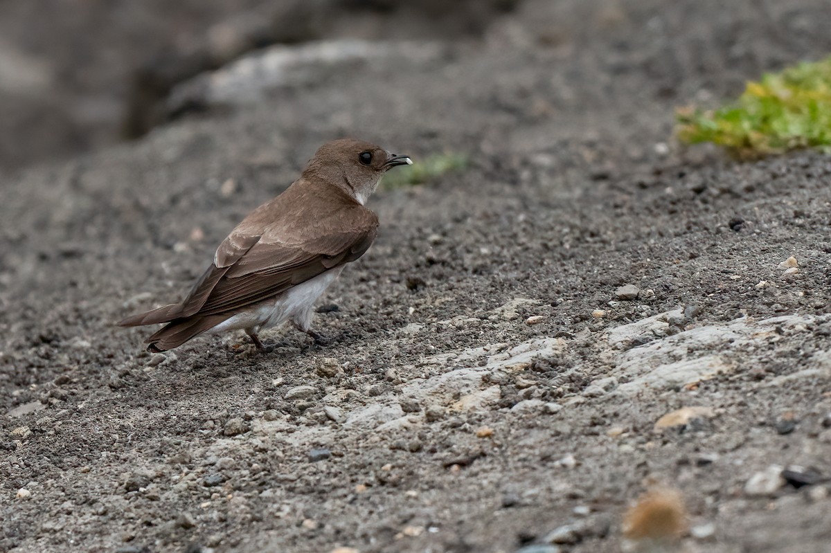 Northern Rough-winged Swallow - ML619735812