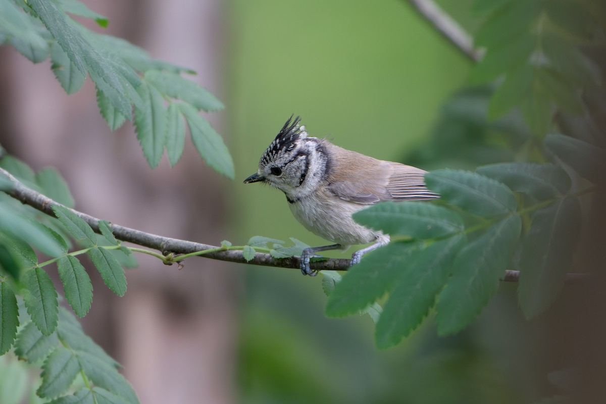 Crested Tit - ML619735834