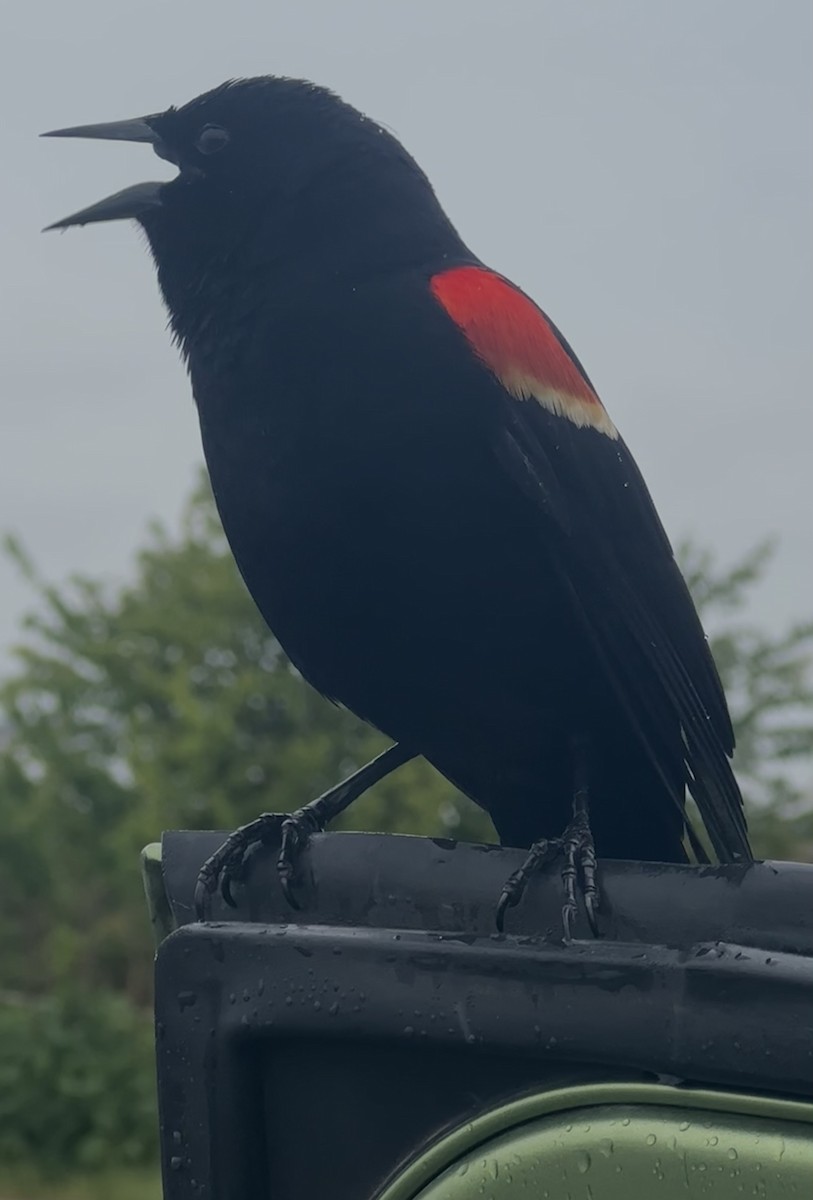 Red-winged Blackbird - ML619735879