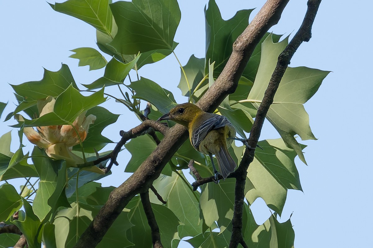 Orchard Oriole - ML619735881