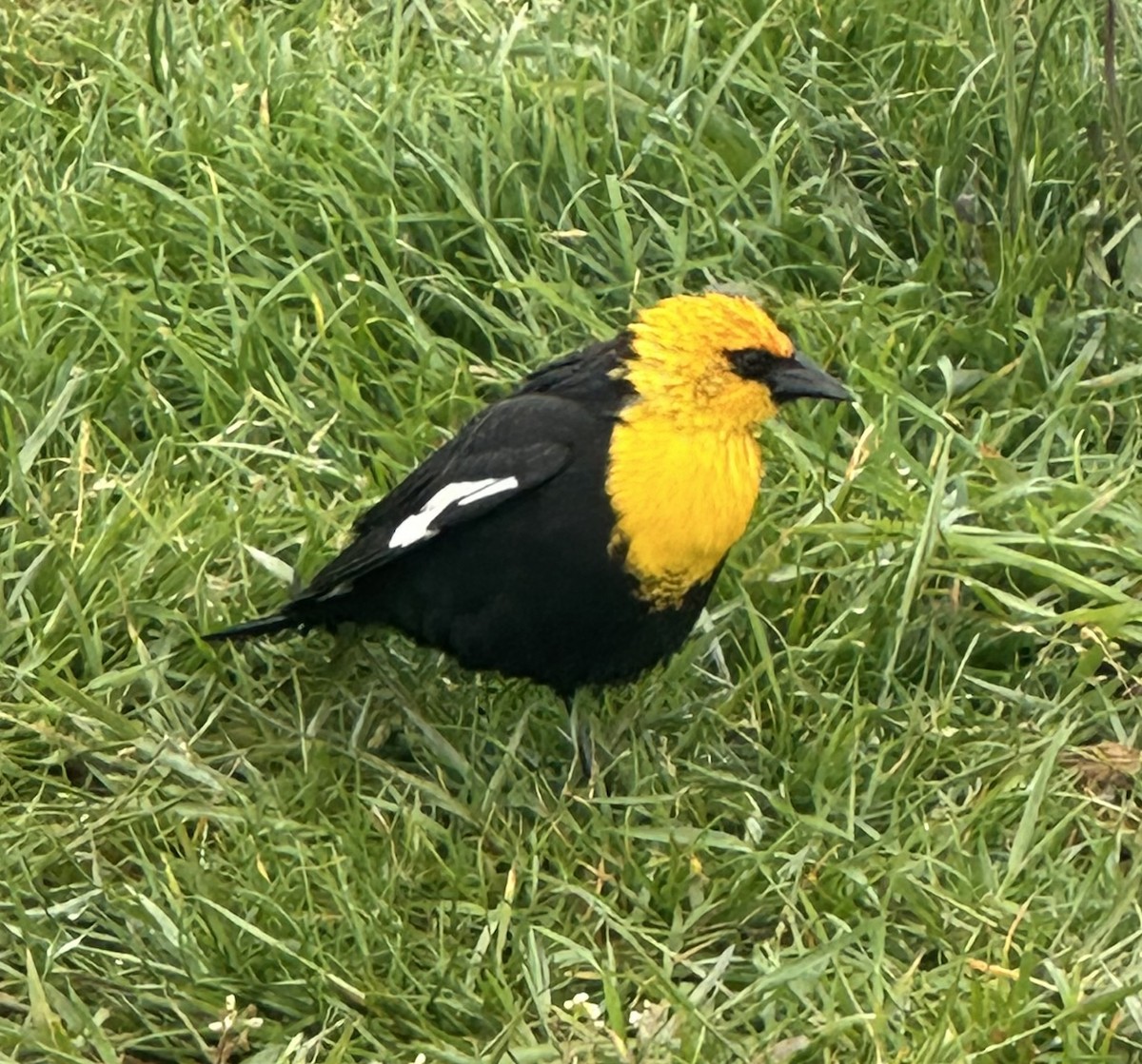 Yellow-headed Blackbird - ML619735893