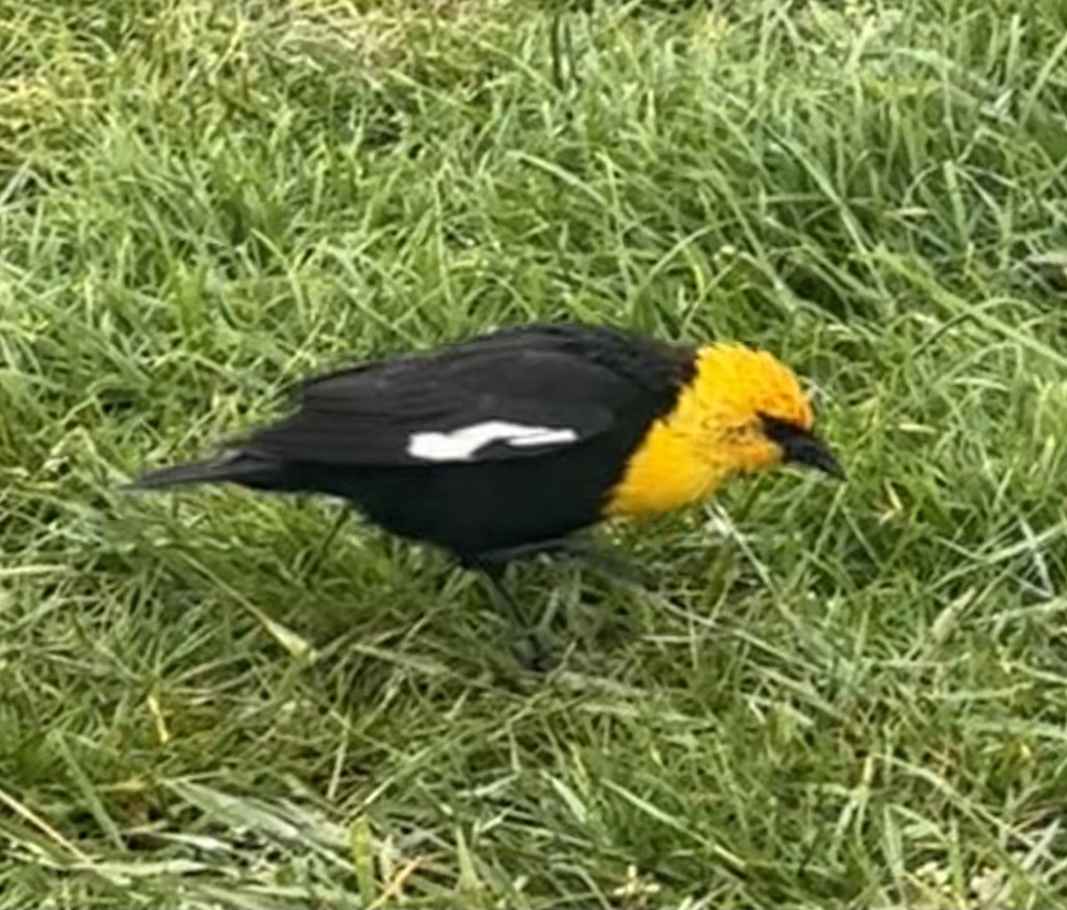 Yellow-headed Blackbird - ML619735894