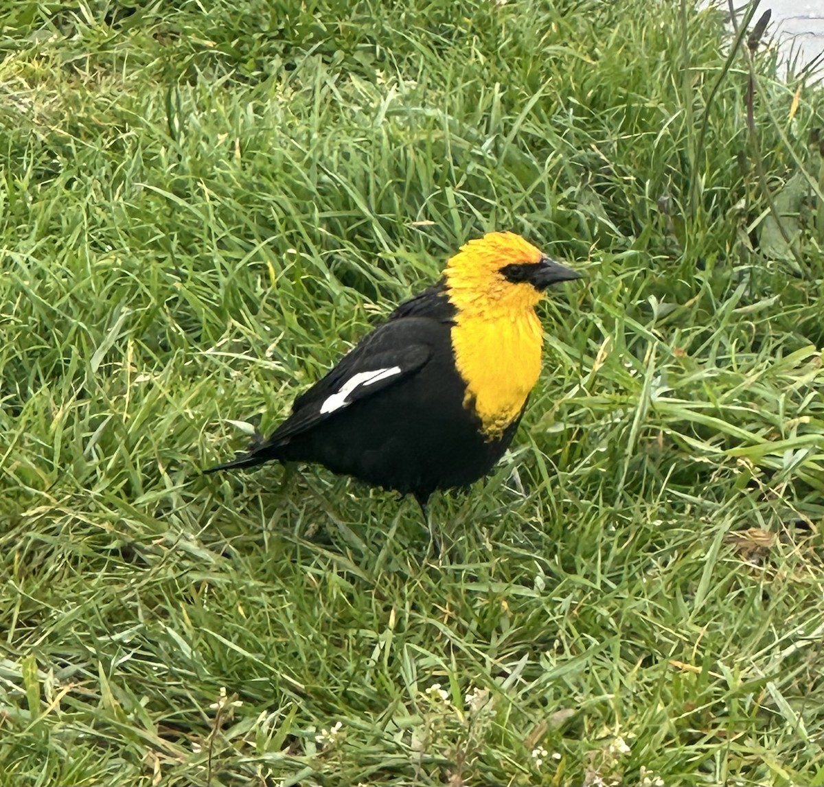 Yellow-headed Blackbird - ML619735895