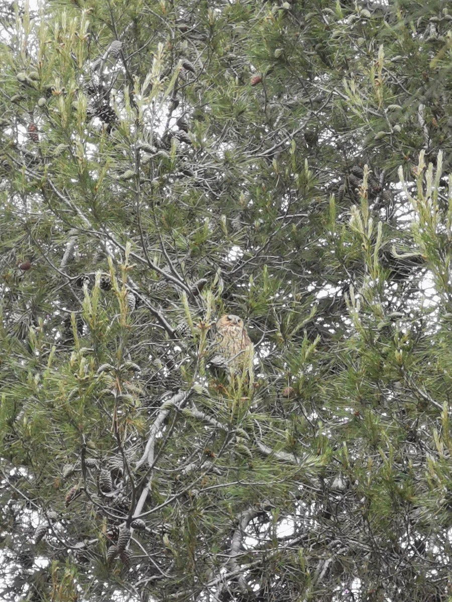 Long-eared Owl - ML619735905