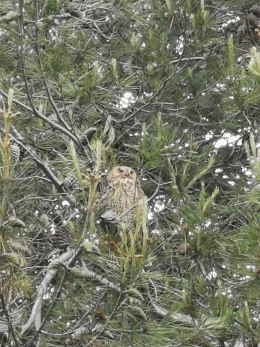 Long-eared Owl - ML619735906