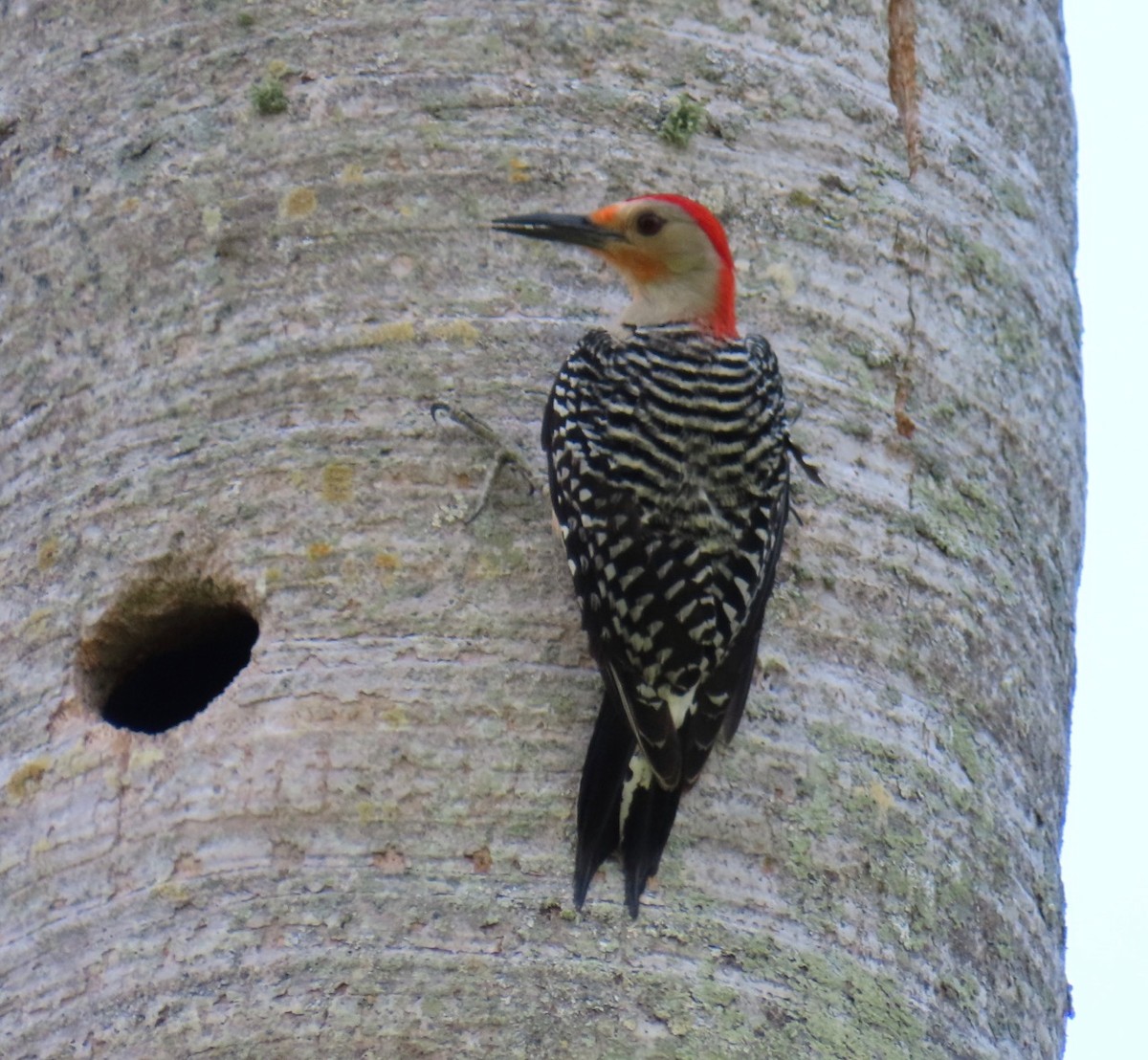 Red-bellied Woodpecker - ML619735959