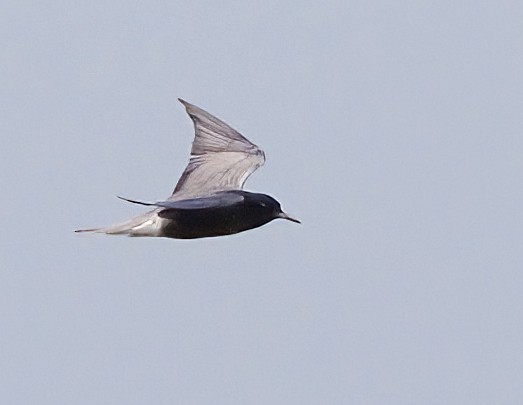 Black Tern - ML619735966