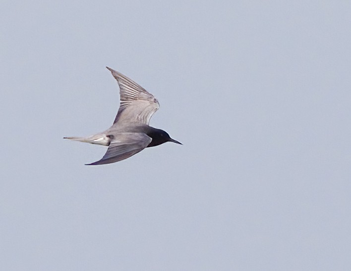 Black Tern - ML619735971