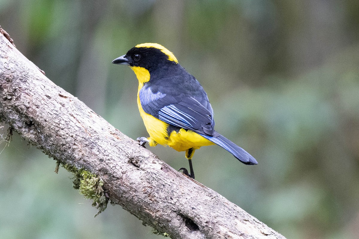 Blue-winged Mountain Tanager (Blue-winged) - ML619736080