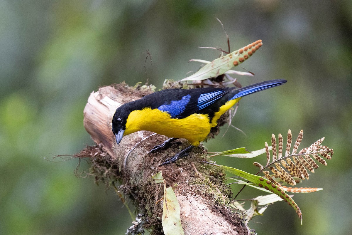Blue-winged Mountain Tanager (Blue-winged) - ML619736083