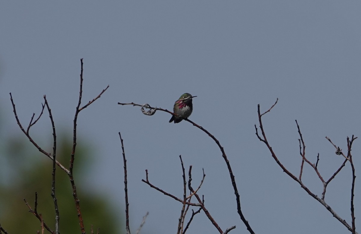 Calliope Hummingbird - ML619736121