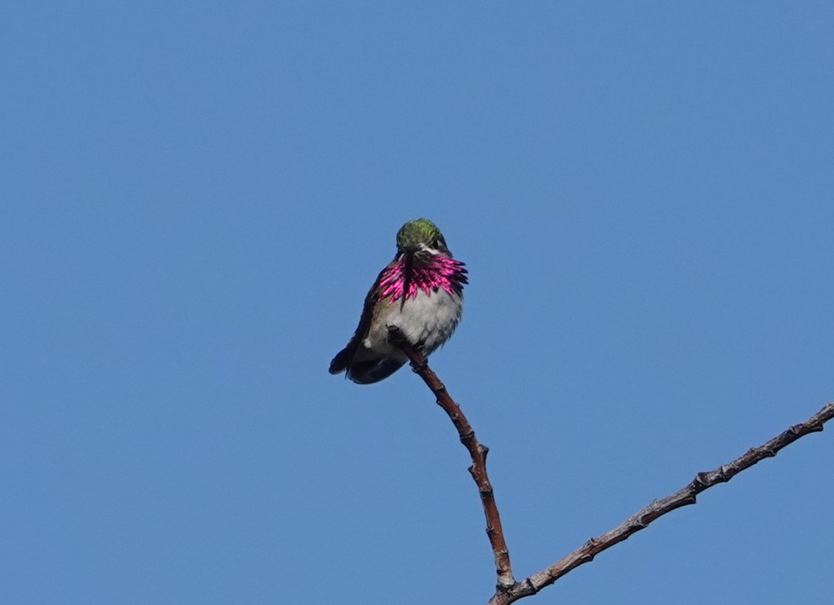 Calliope Hummingbird - ML619736126