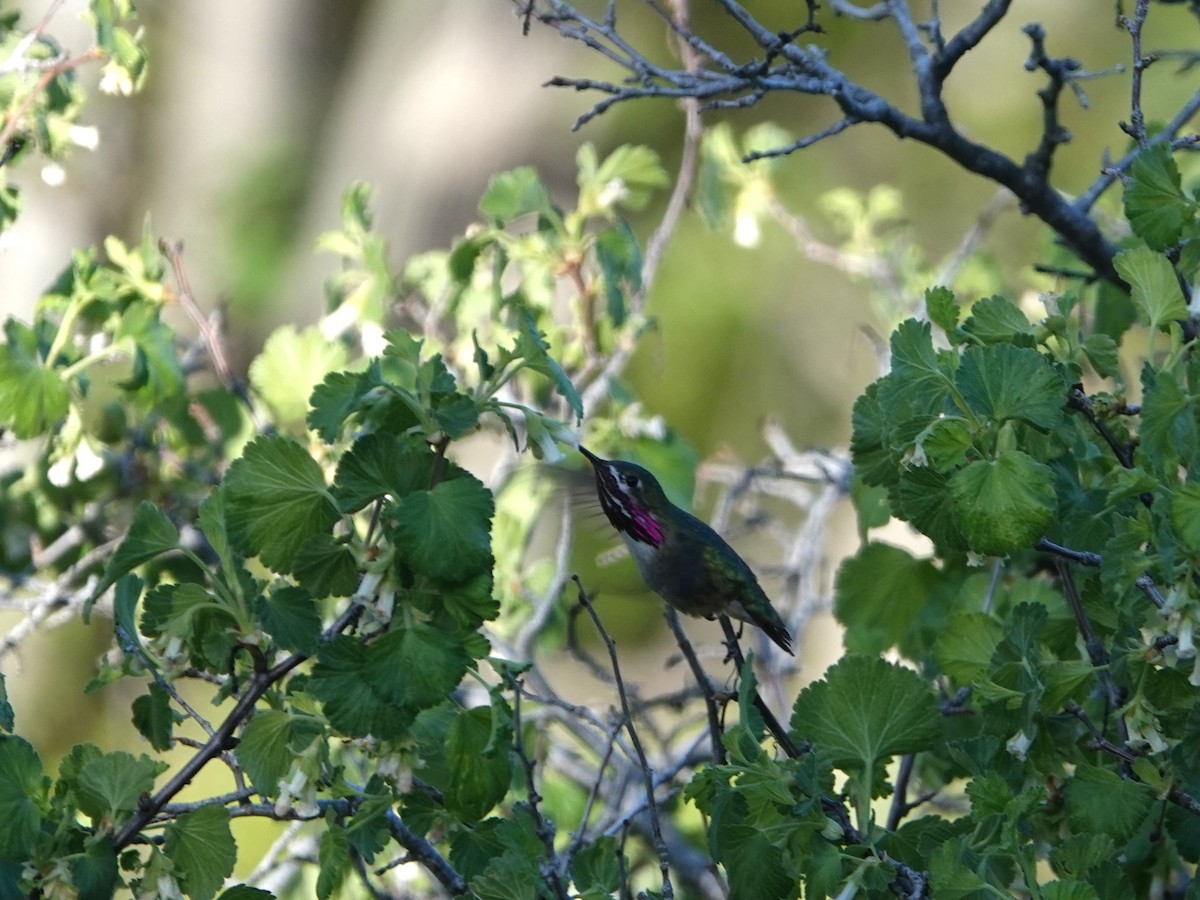 Calliope Hummingbird - ML619736128