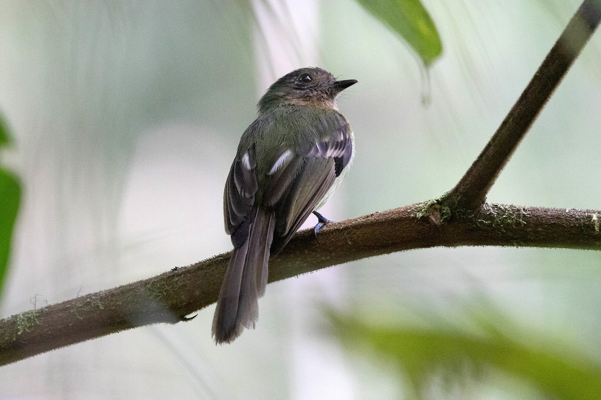 Rufous-breasted Flycatcher - ML619736168