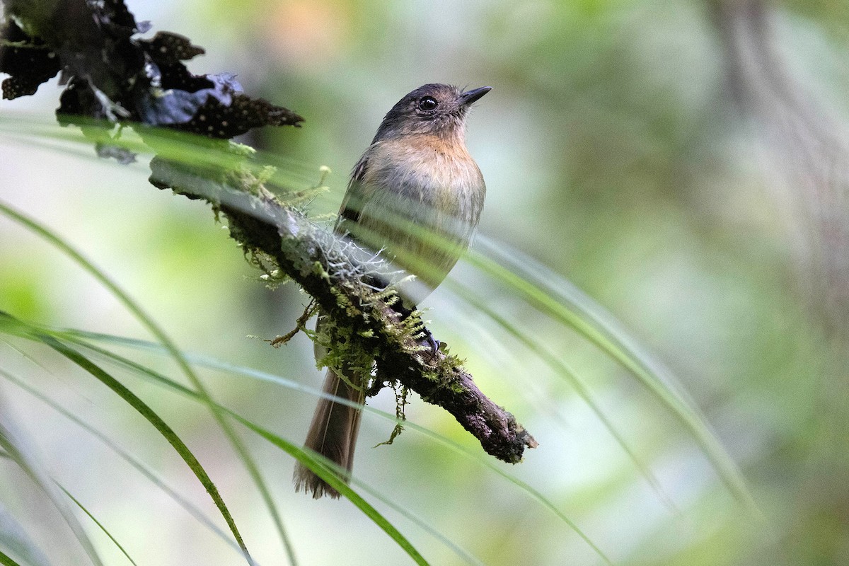 Rufous-breasted Flycatcher - ML619736172