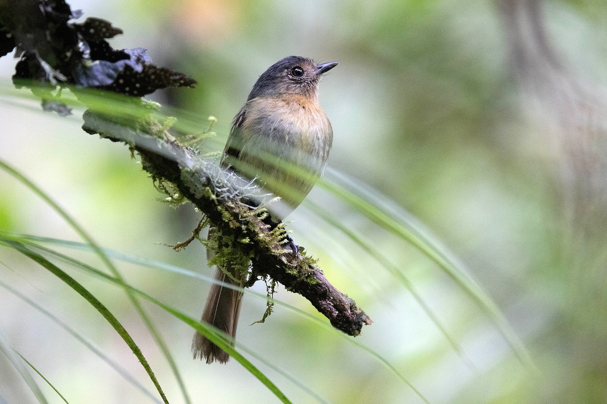 Rufous-breasted Flycatcher - ML619736176