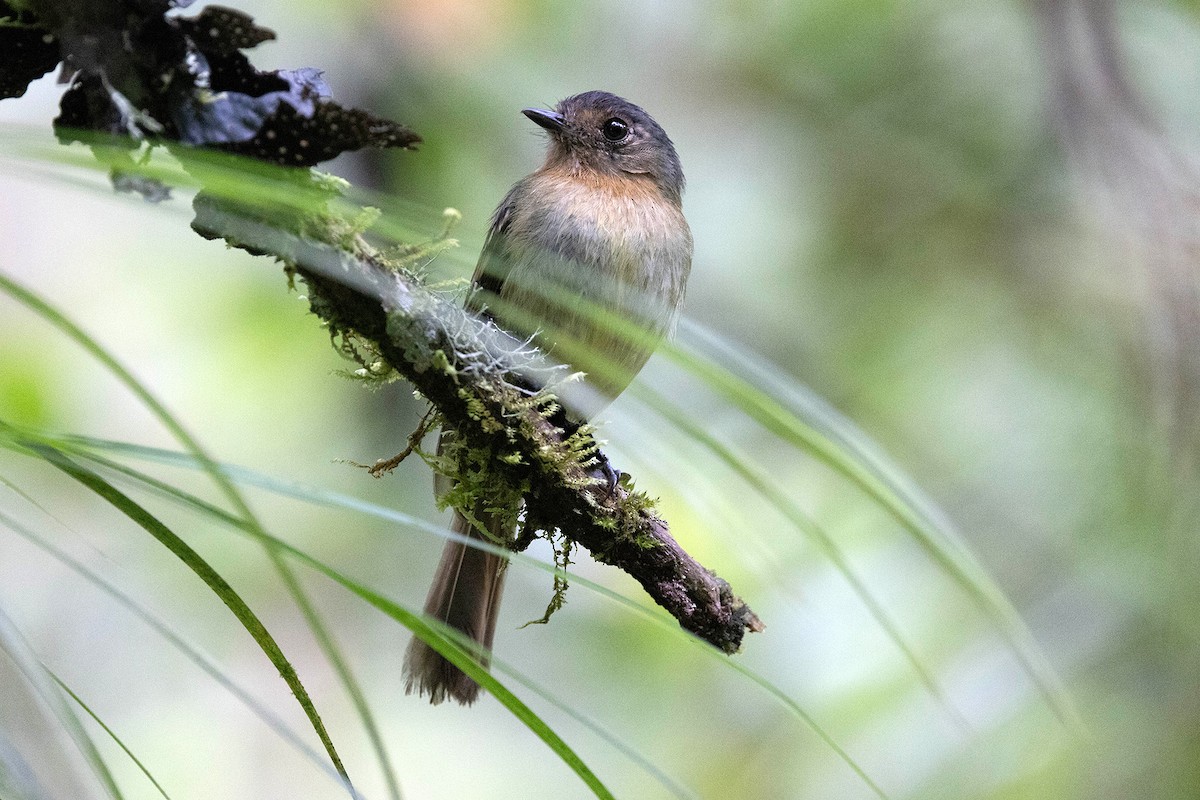 Rufous-breasted Flycatcher - ML619736179