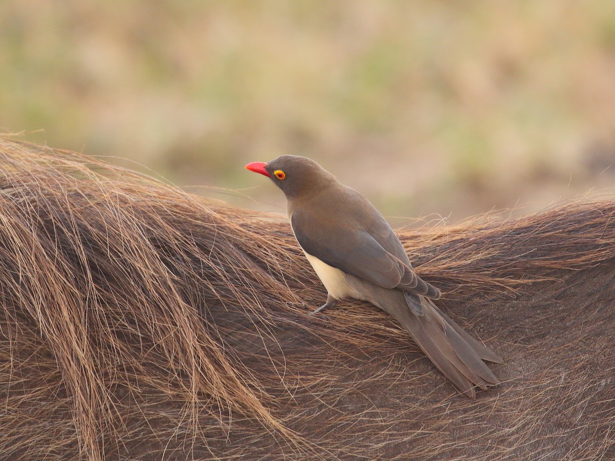 Red-billed Oxpecker - ML619736187