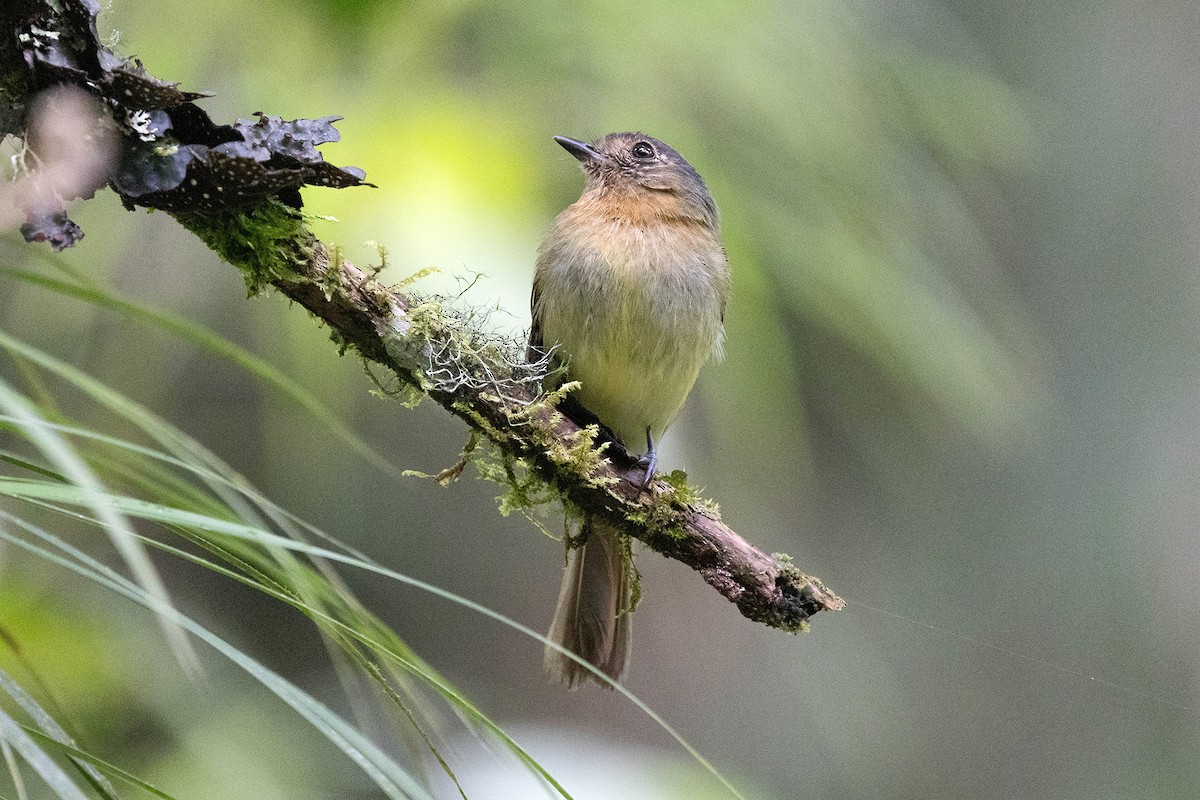 Rufous-breasted Flycatcher - ML619736188