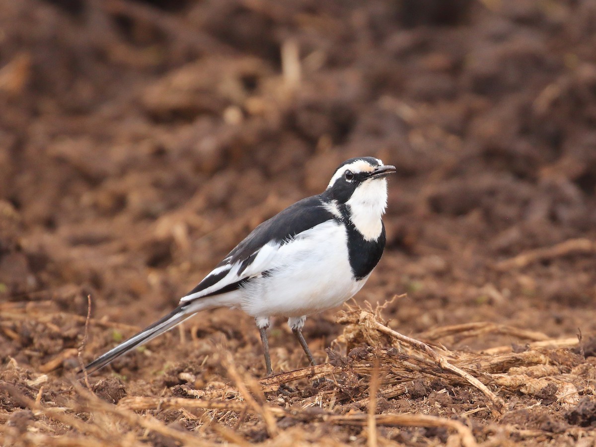 African Pied Wagtail - ML619736200