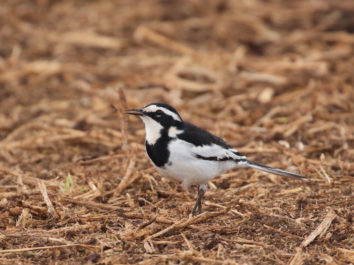 African Pied Wagtail - ML619736203