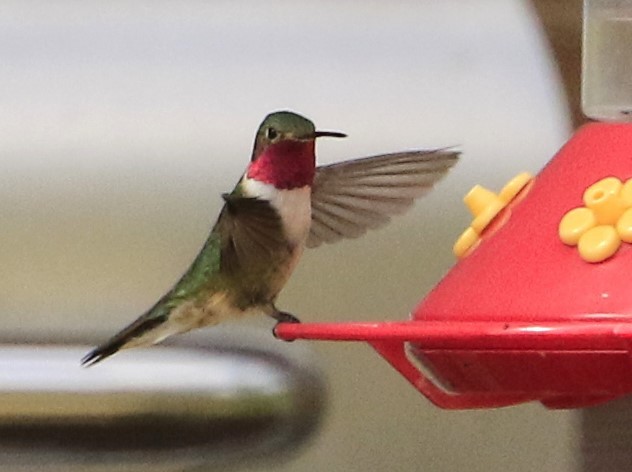 Broad-tailed Hummingbird - ML619736236