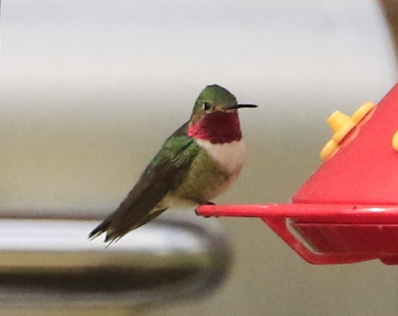 Broad-tailed Hummingbird - ML619736237