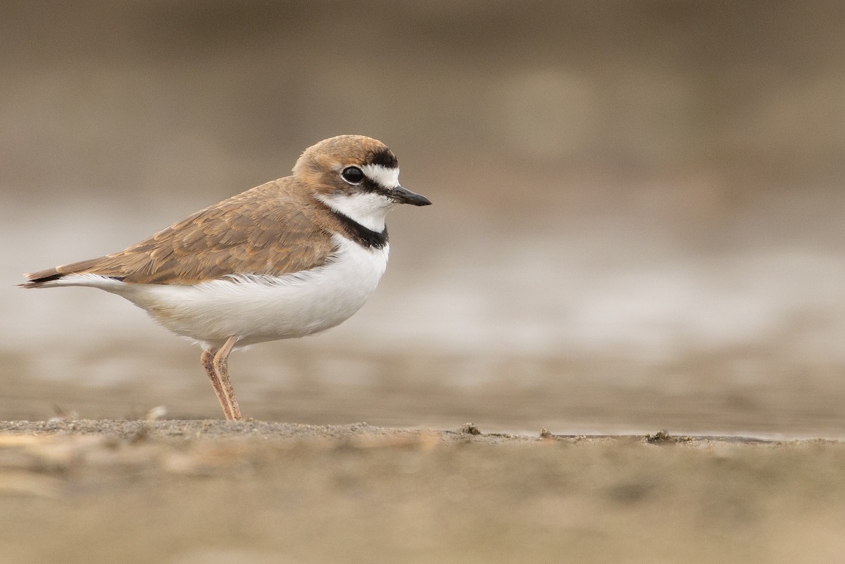 Collared Plover - ML619736255