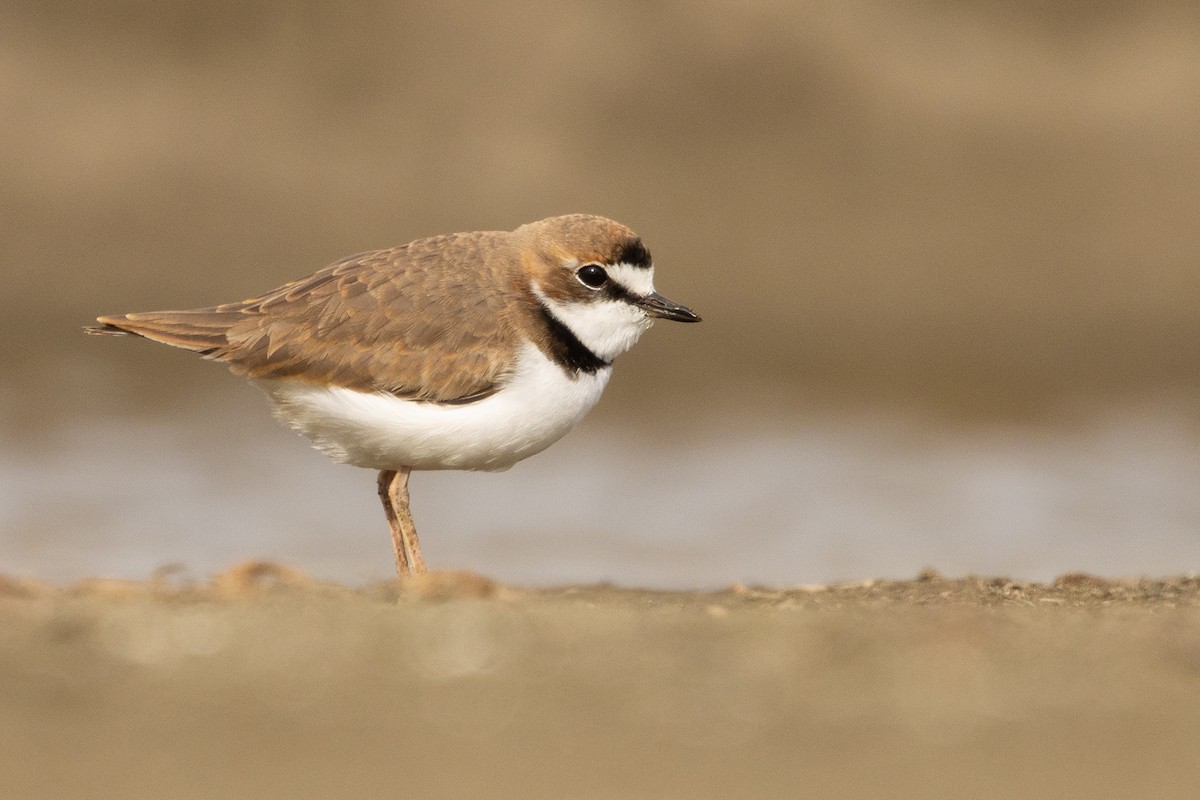 Collared Plover - ML619736262