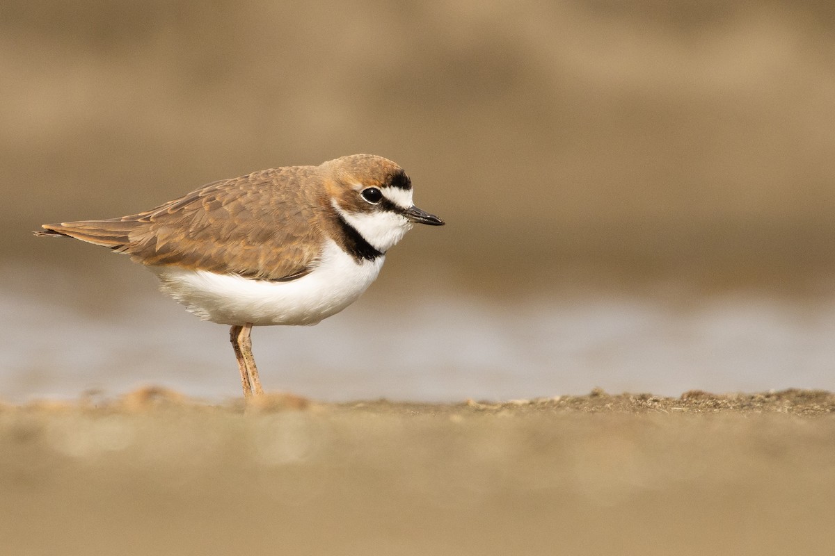 Collared Plover - ML619736277