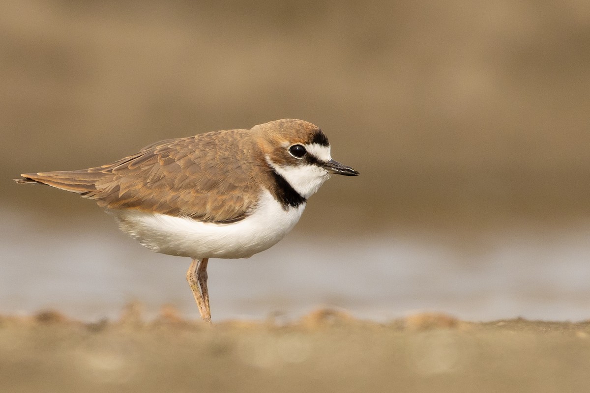 Collared Plover - ML619736288