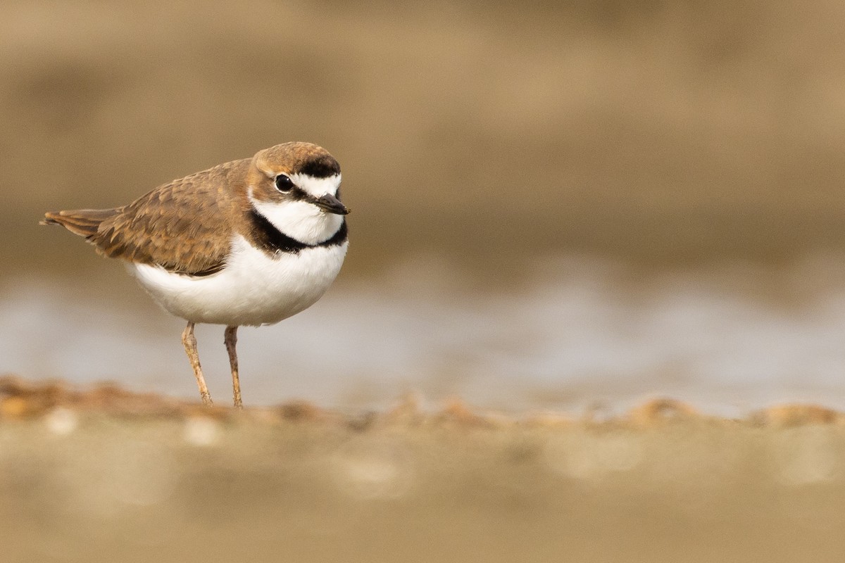 Collared Plover - ML619736306