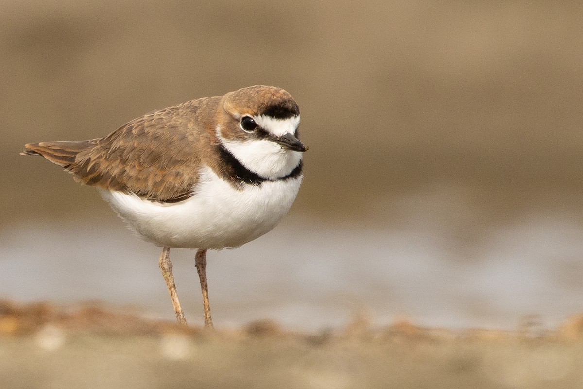Collared Plover - ML619736313
