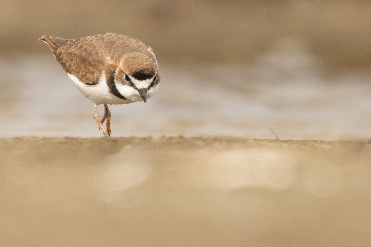Collared Plover - ML619736337