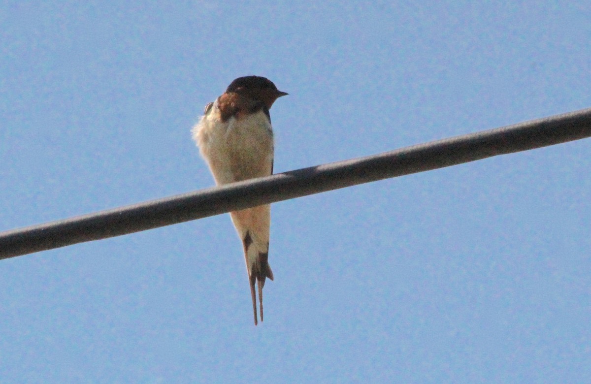 Barn Swallow - ML619736355