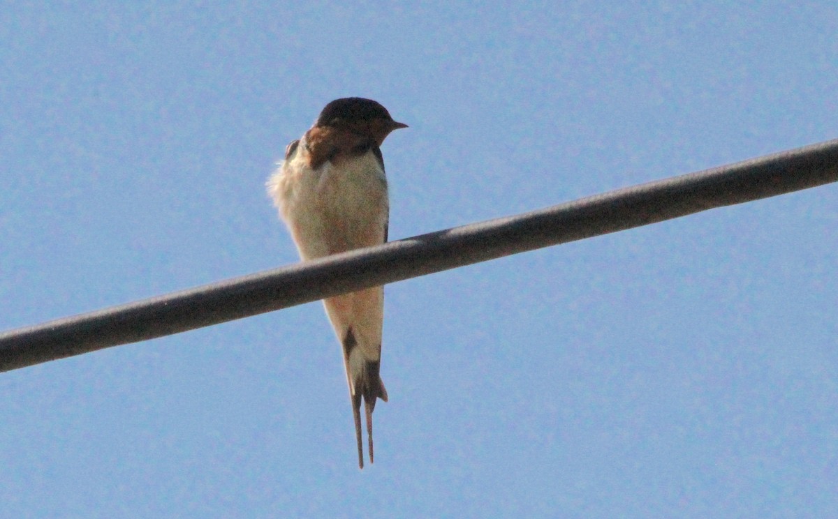 Barn Swallow - ML619736356