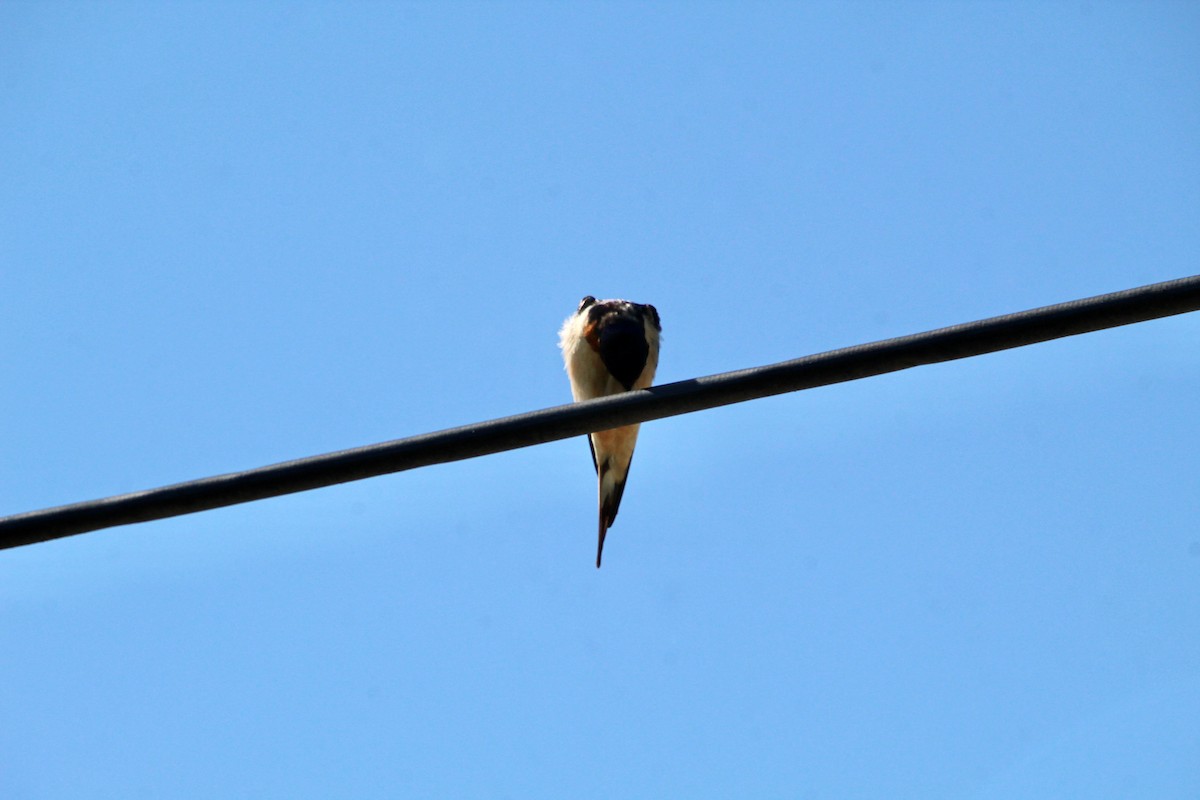 Barn Swallow - ML619736357
