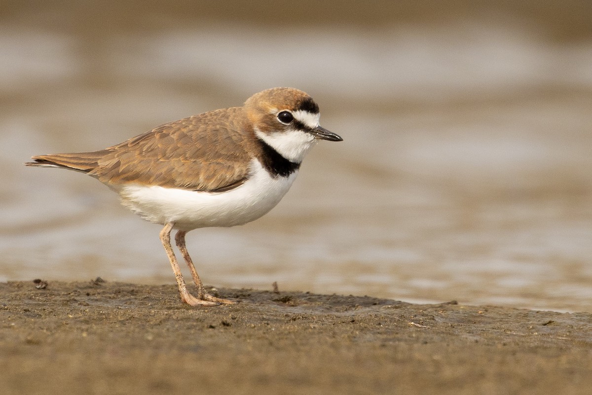 Collared Plover - ML619736360