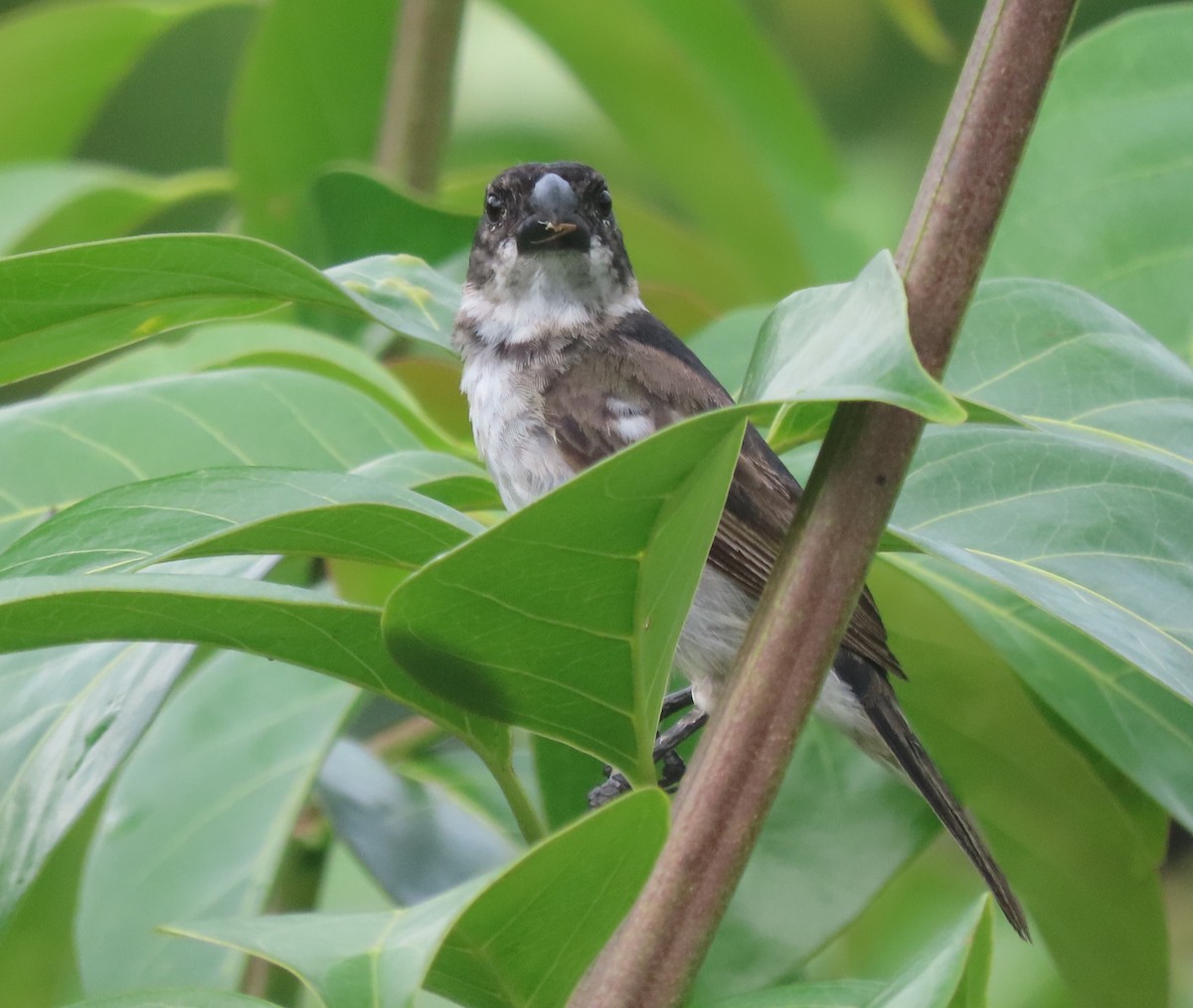 Wing-barred Seedeater - ML619736369