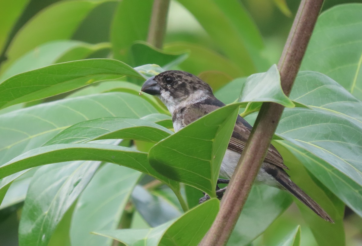 Wing-barred Seedeater - ML619736374