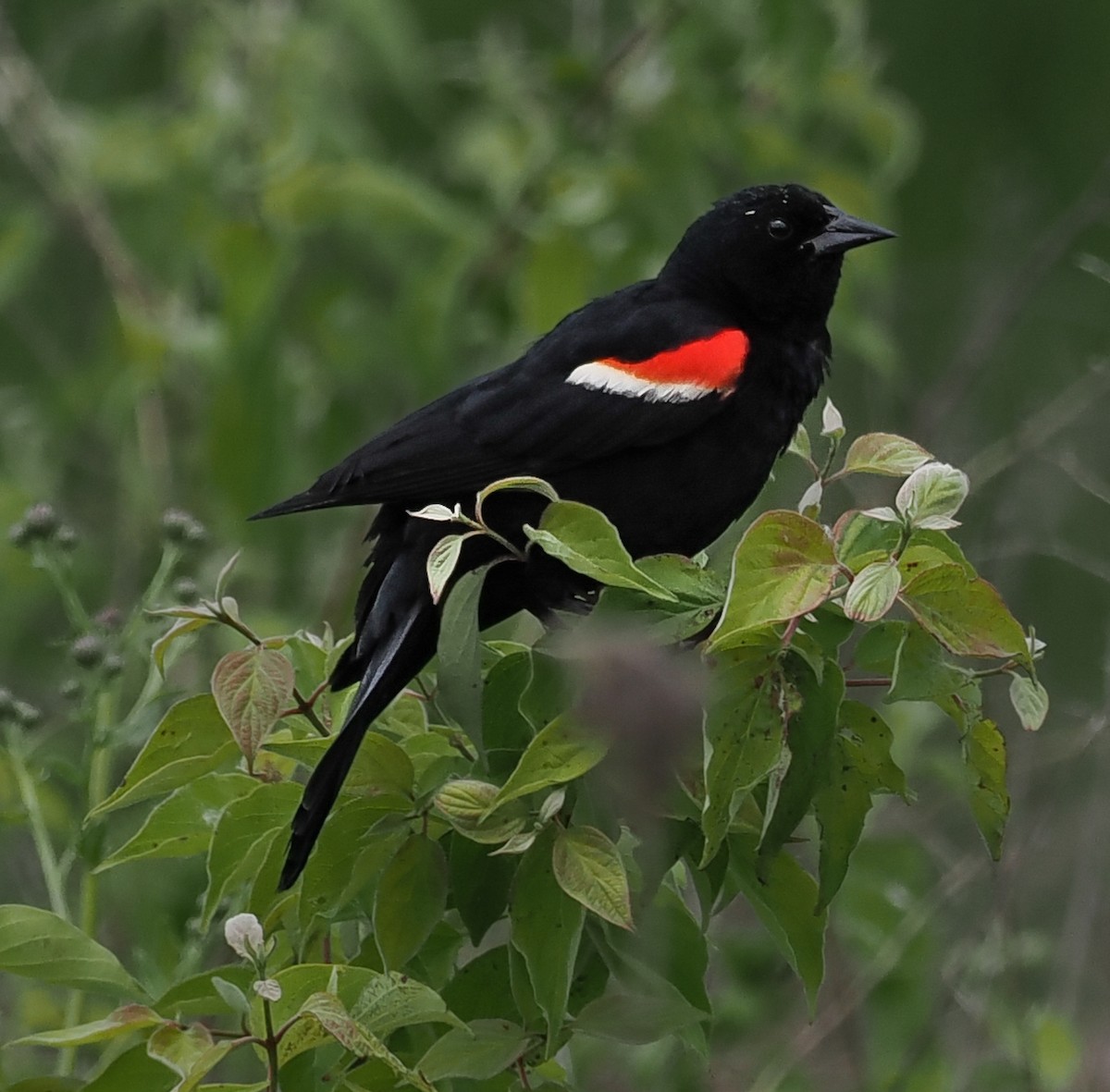 Red-winged Blackbird - ML619736391