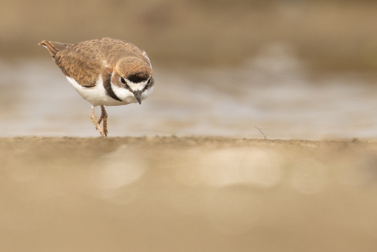 Collared Plover - ML619736395