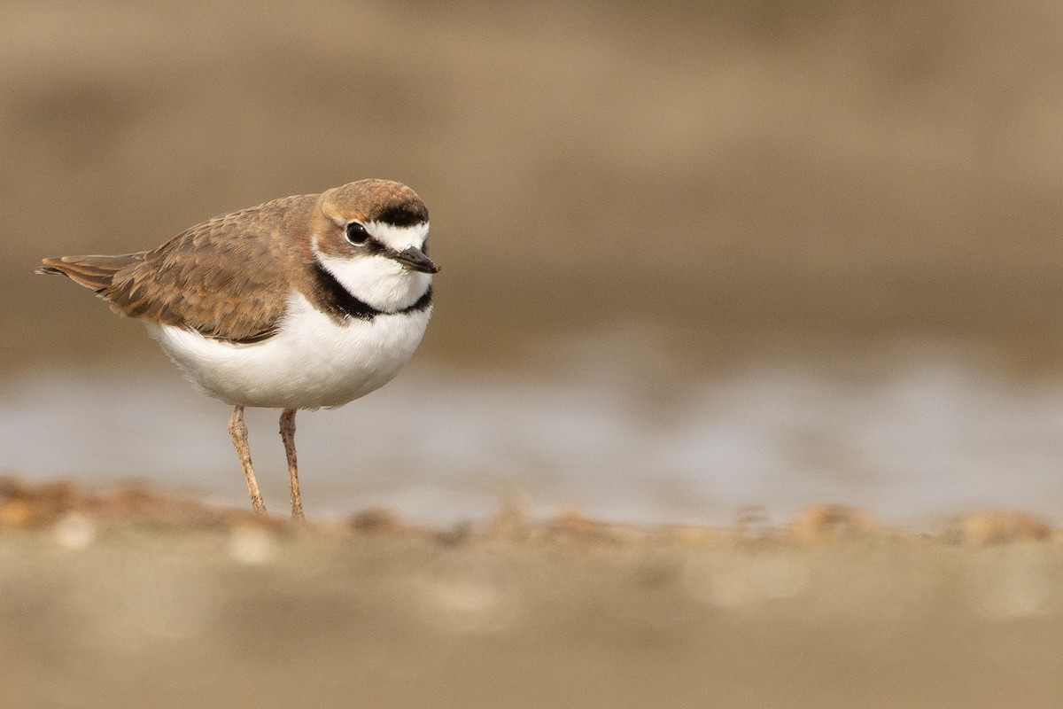 Collared Plover - ML619736396
