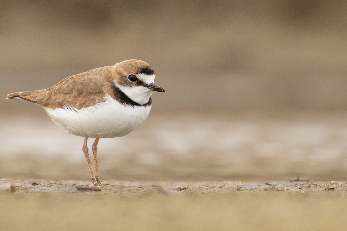 Collared Plover - ML619736412