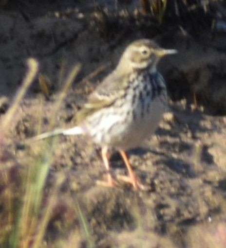 Meadow Pipit - ML619736416